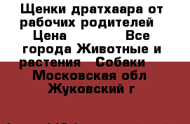 Щенки дратхаара от рабочих родителей › Цена ­ 22 000 - Все города Животные и растения » Собаки   . Московская обл.,Жуковский г.